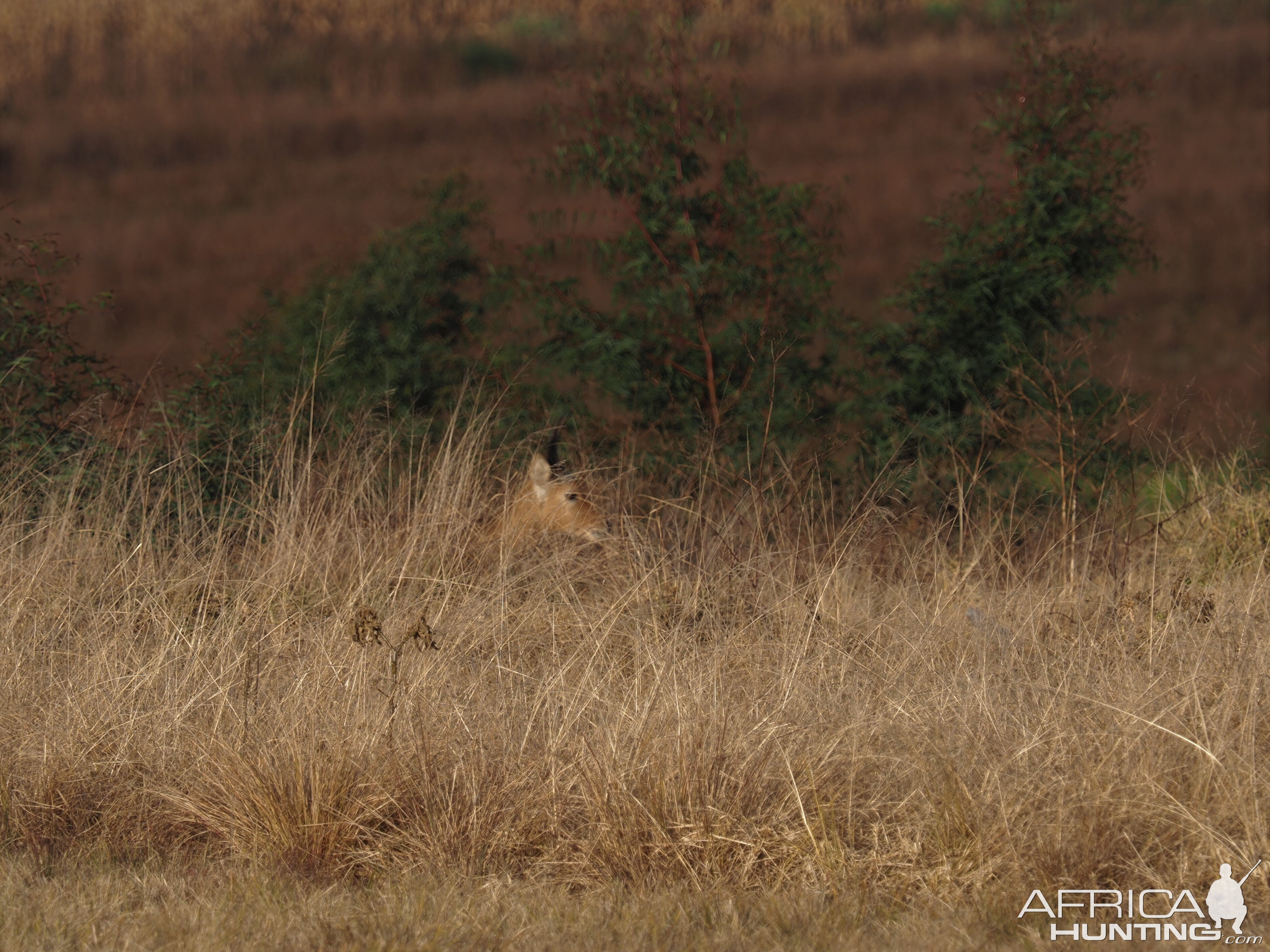 Reedbuck South Africa