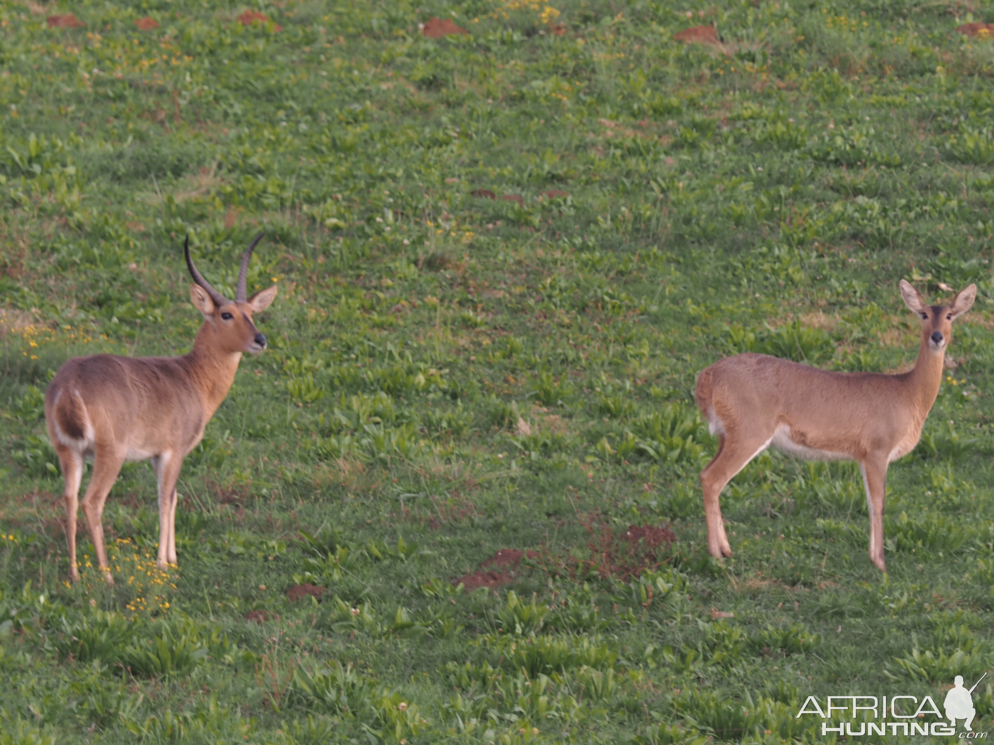 Reedbuck South Africa