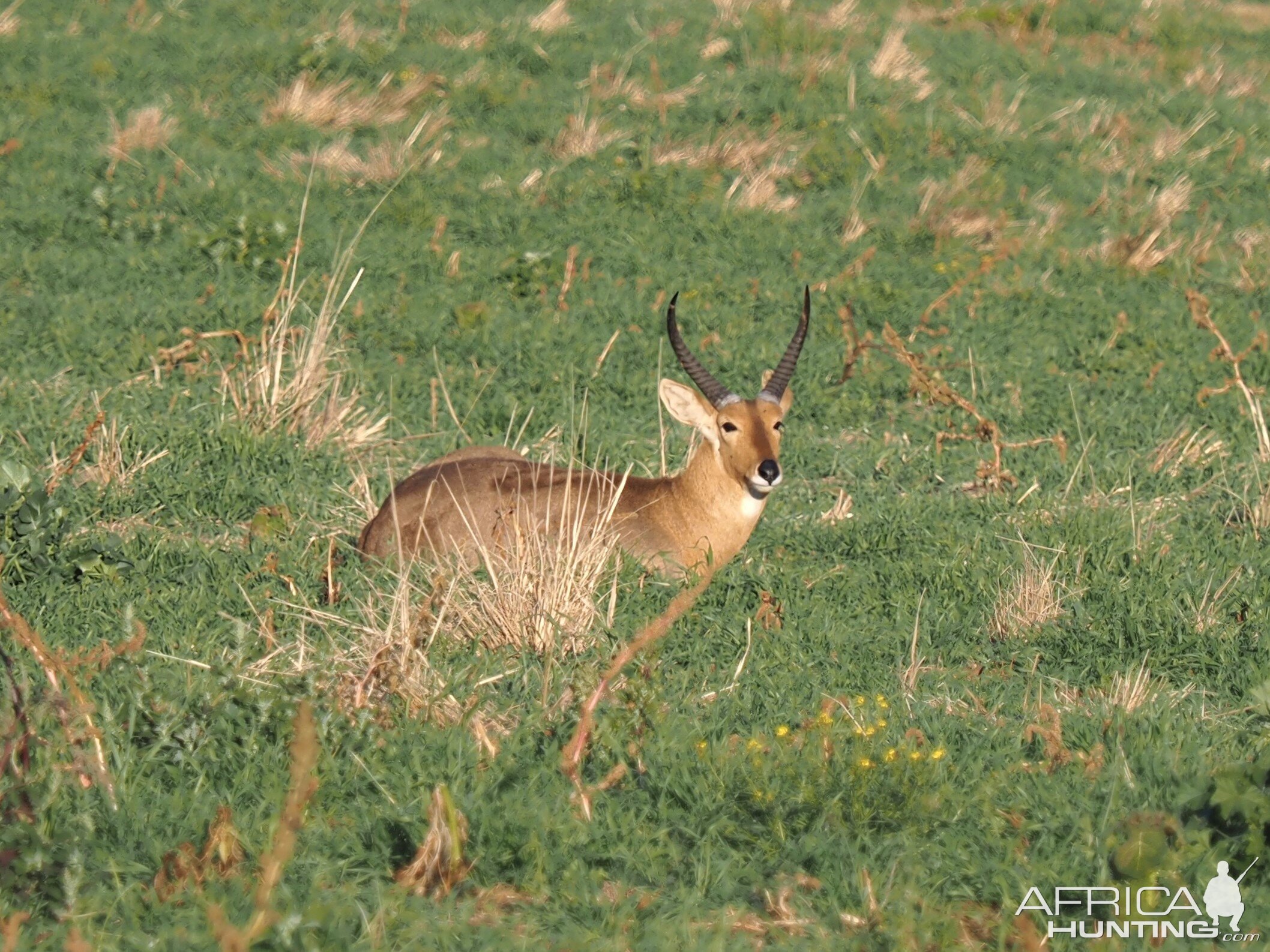 Reedbuck South Africa