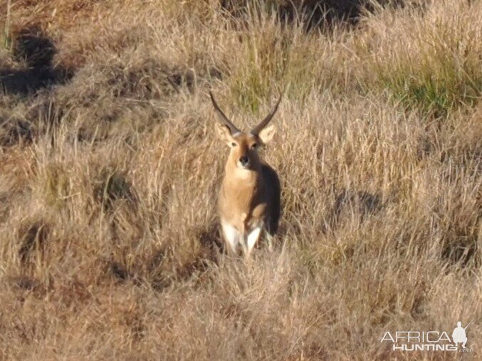 Reedbuck South Africa