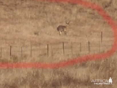 Reedbuck South Africa