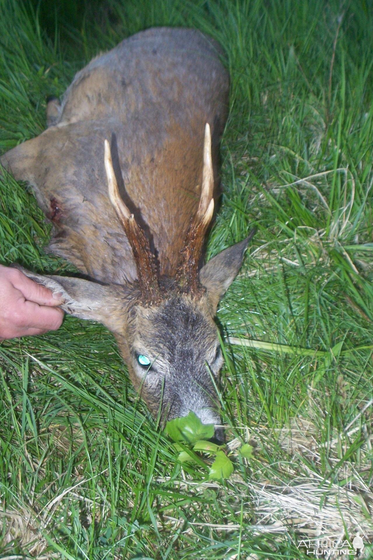 RehBock hunt in Czech Republic