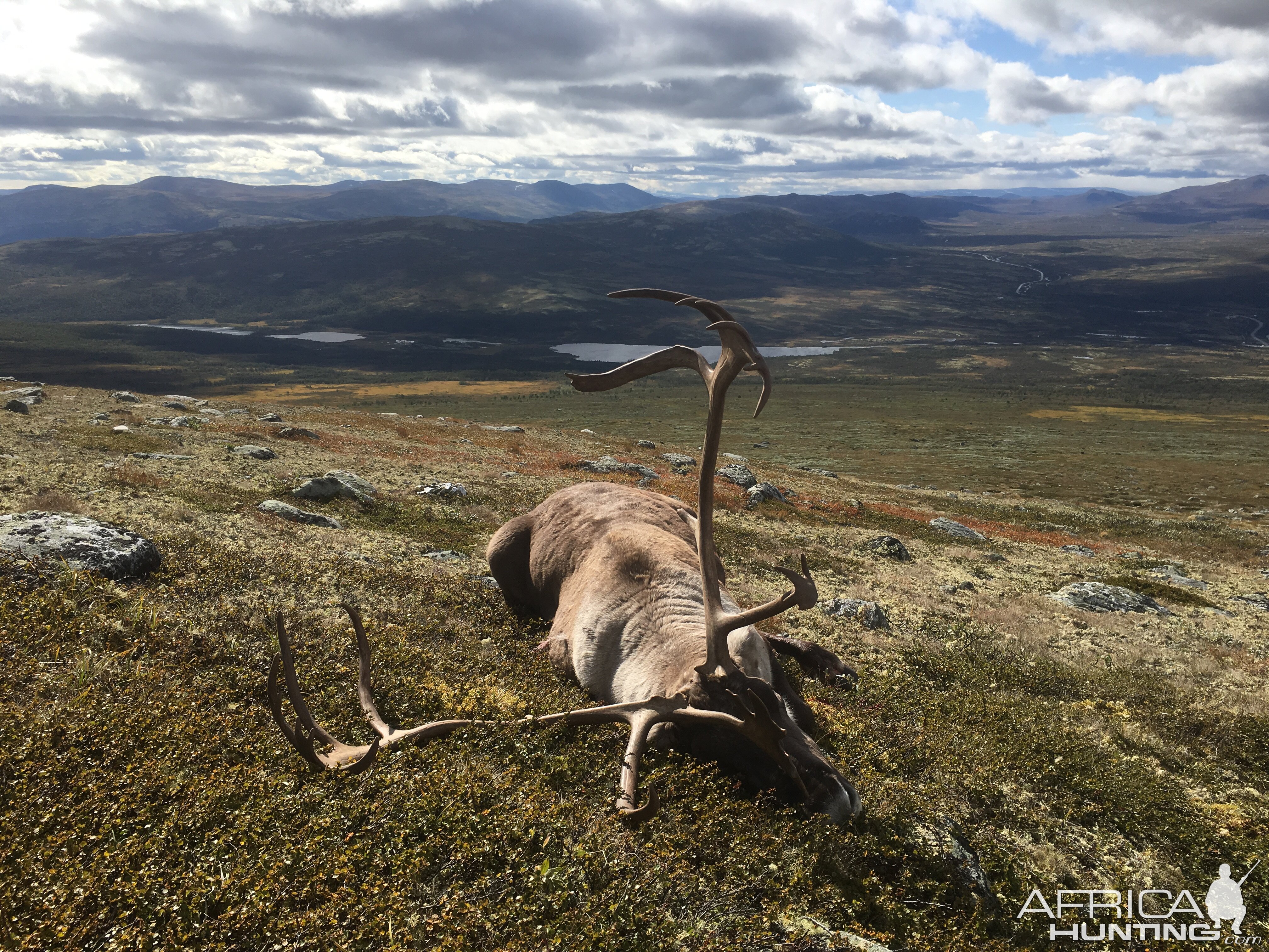 Reindeer Hunt Norway