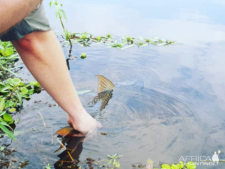 Releasing Tigerfish in Mozambique