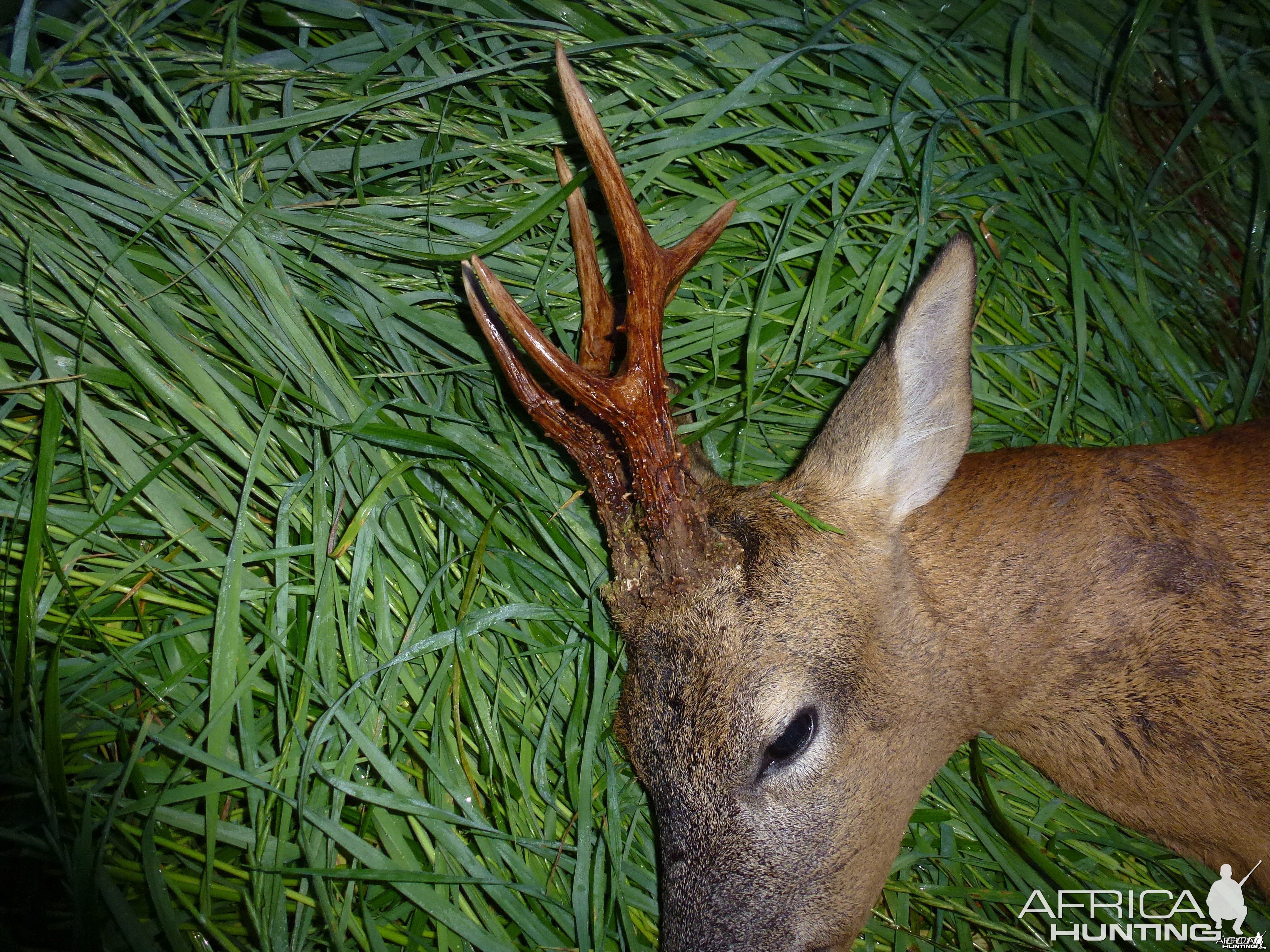 Representative English roe buck