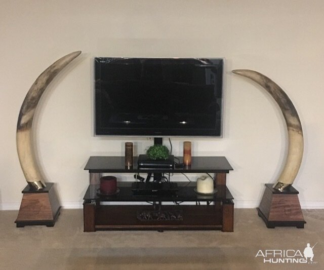 Reproduction Elephant Tusks Taxidermy