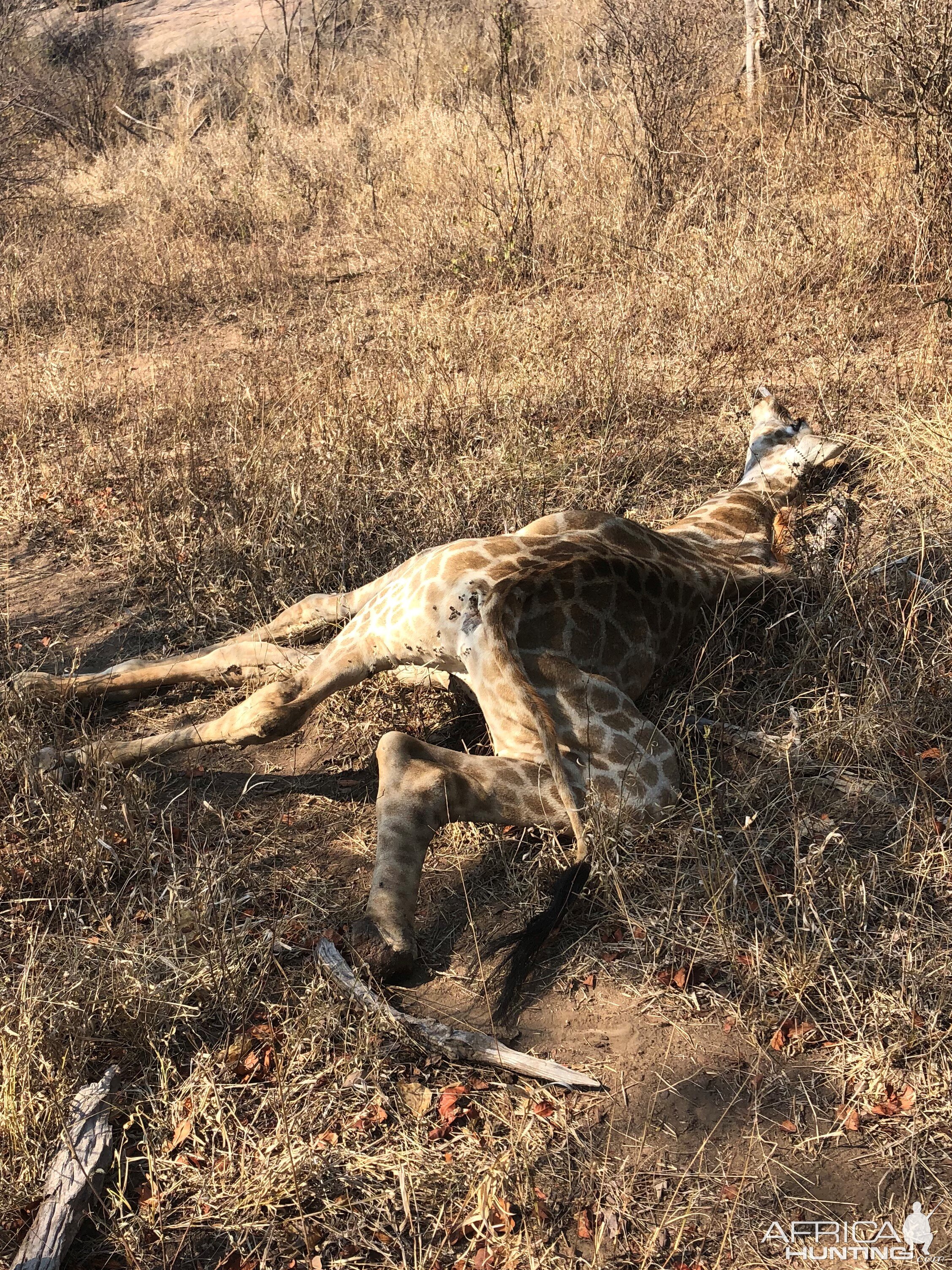 Result of snares & Poaching