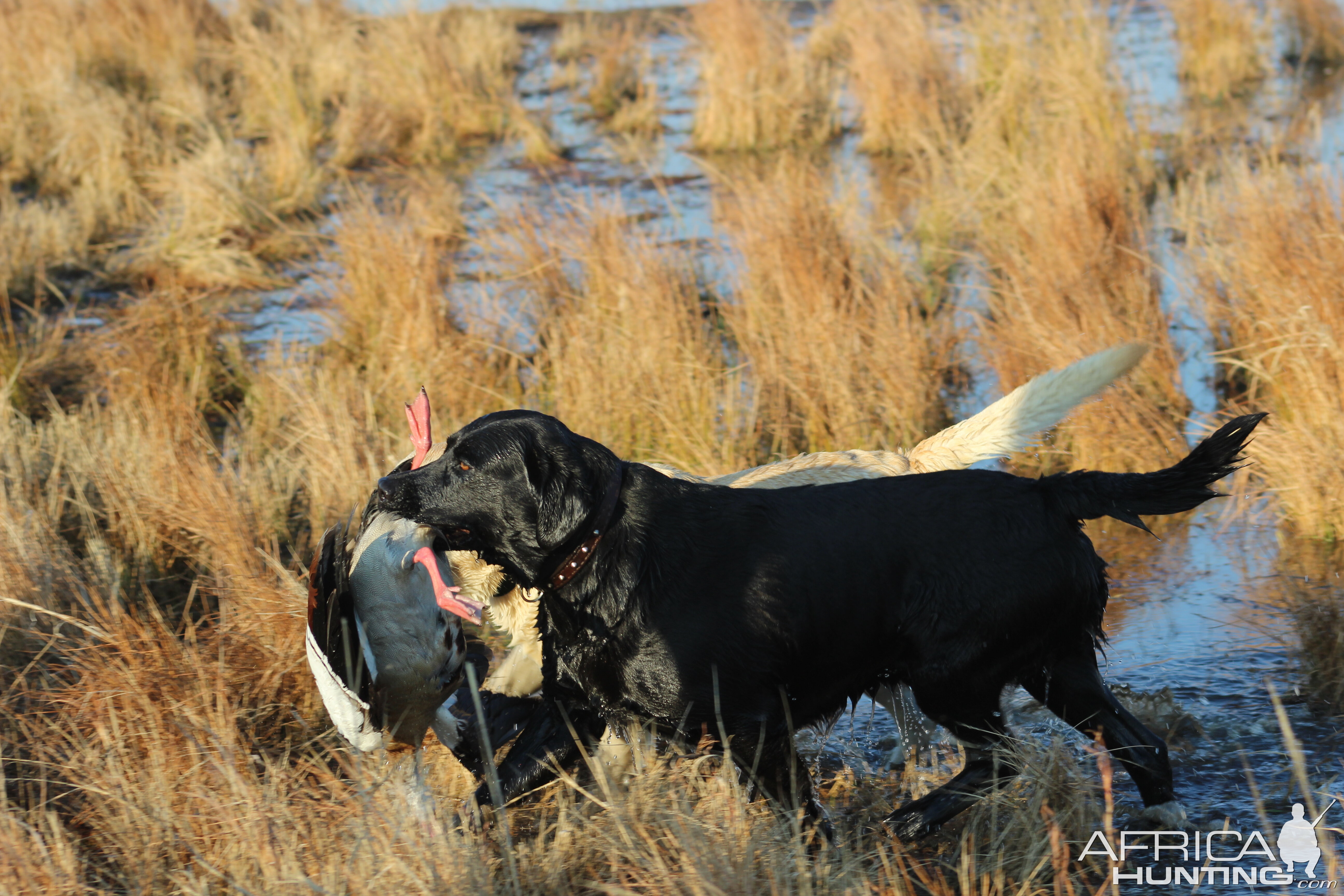 Retrievers working together