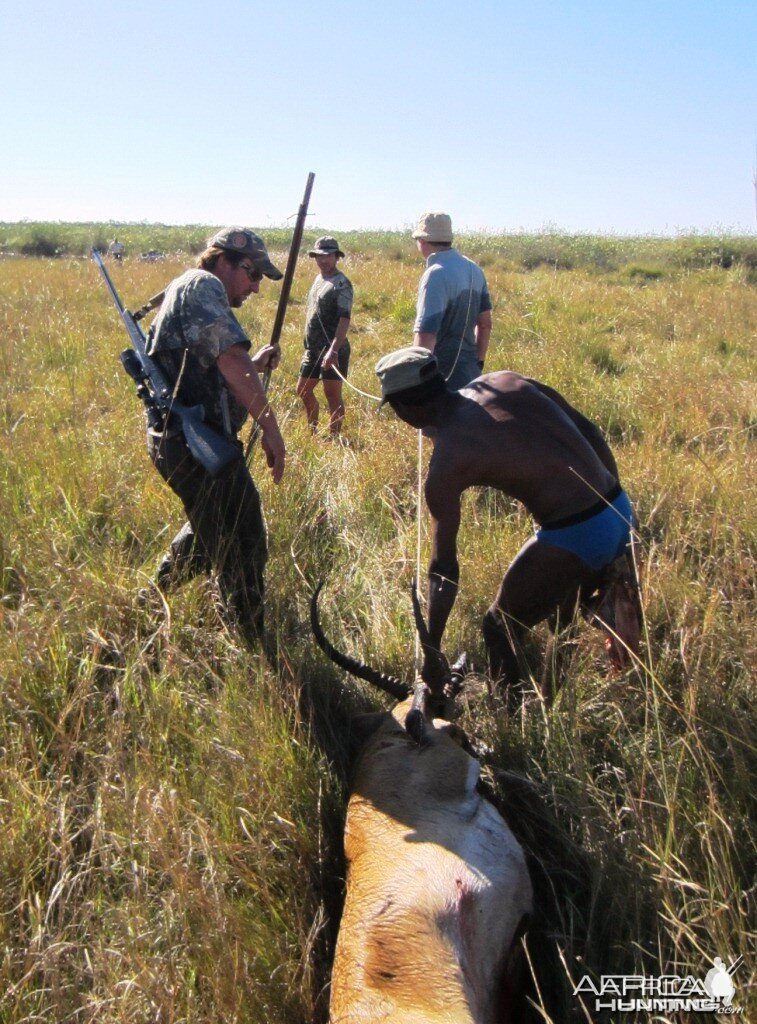 Retrieving Lechwe from the swamps