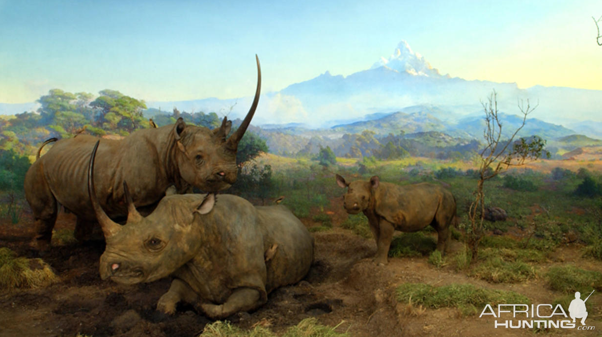 Rhino Full Mount Taxidermy at American Museum of Natural History in New York City