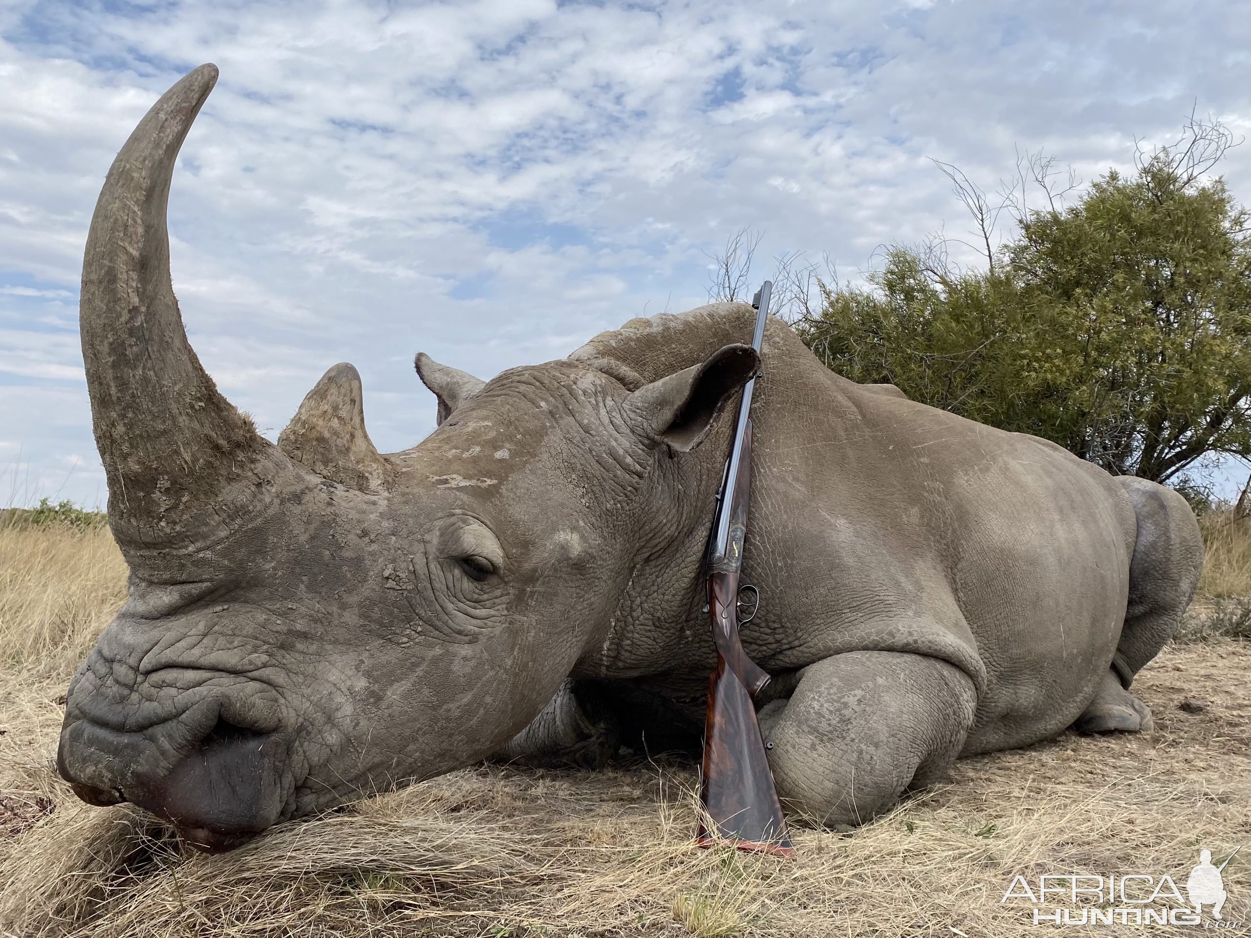 Rhino Hunting Limpopo South Africa