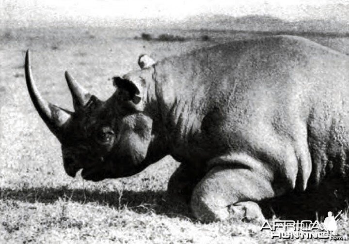 Rhino of the usual type with prehensile lip, shot in the Sotik by Theodore