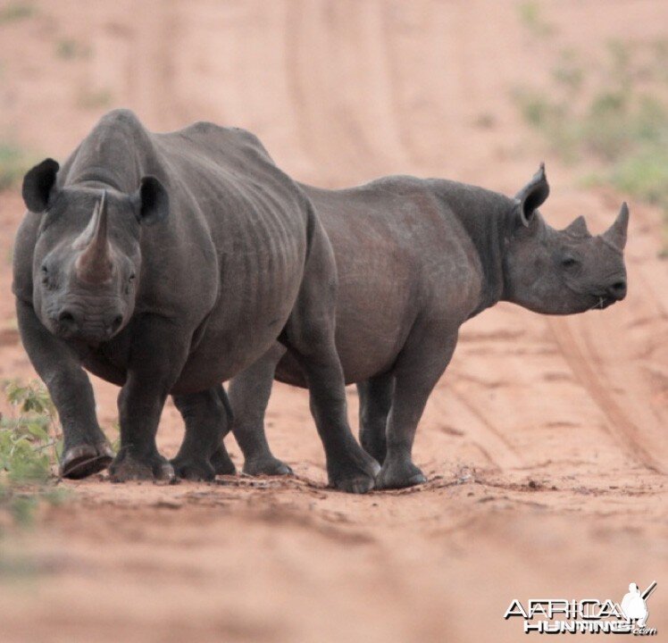 Rhino on the Waterberg Plateau in Namibia