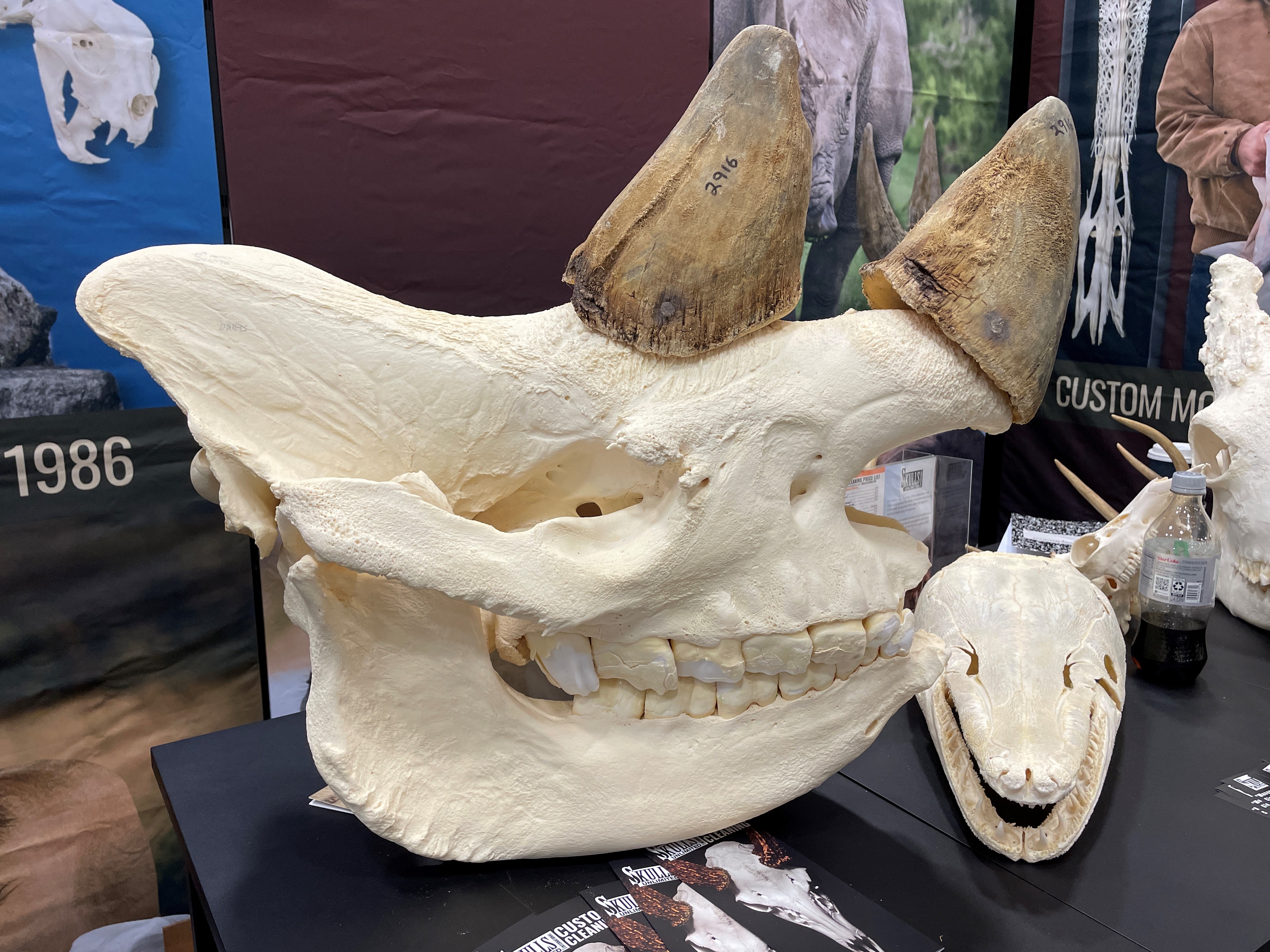 Rhino Skull