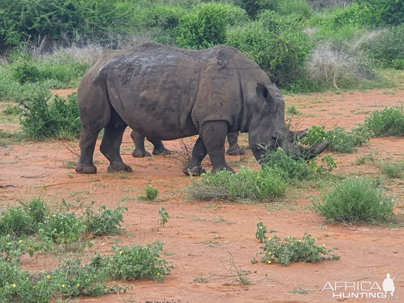 Rhino South Africa