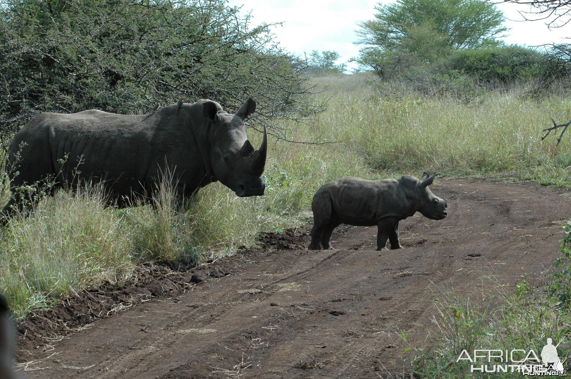Rhinos South Africa
