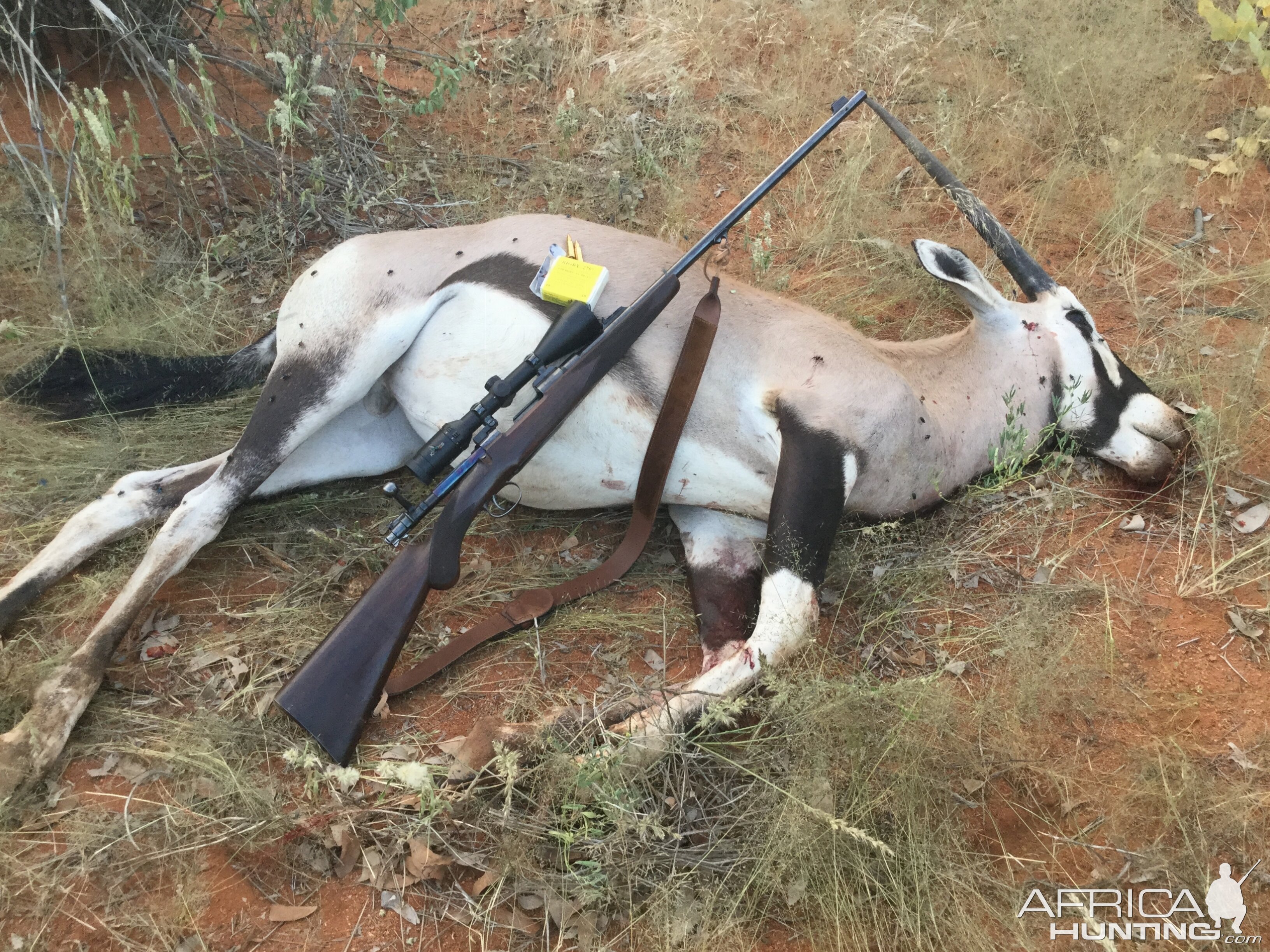 Rigby .275 in action in Namibia