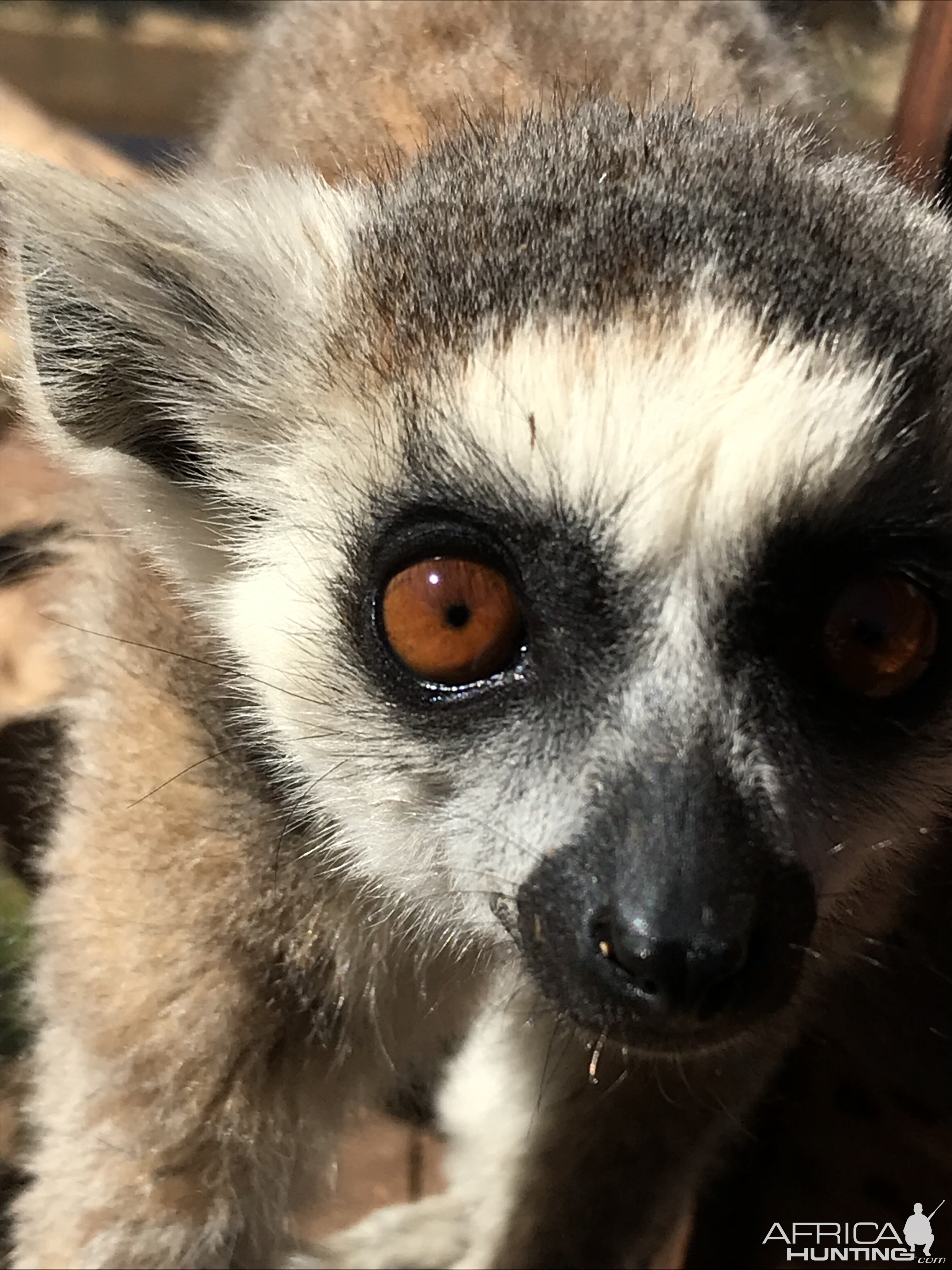 Ring-tailed Lemur South Africa