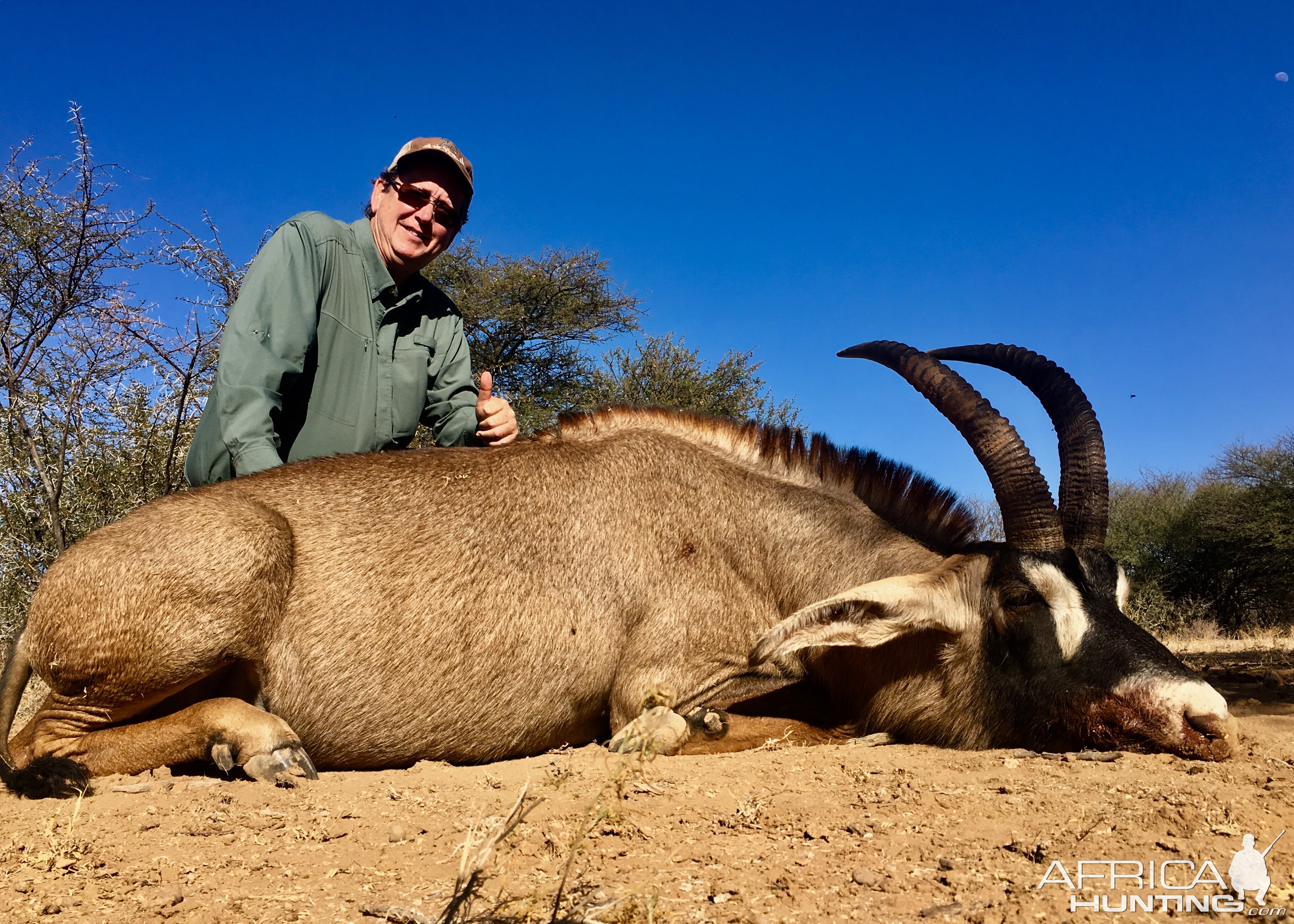 Roan Antelope Hunt South Africa