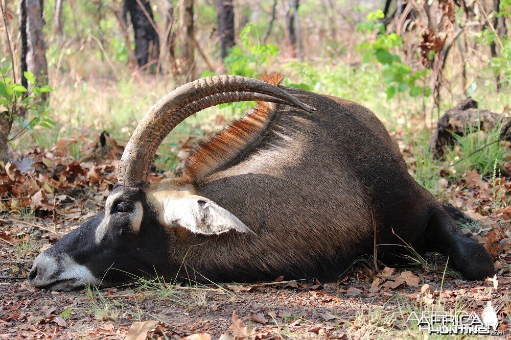 Roan Antelope hunt with CAWA in CAR