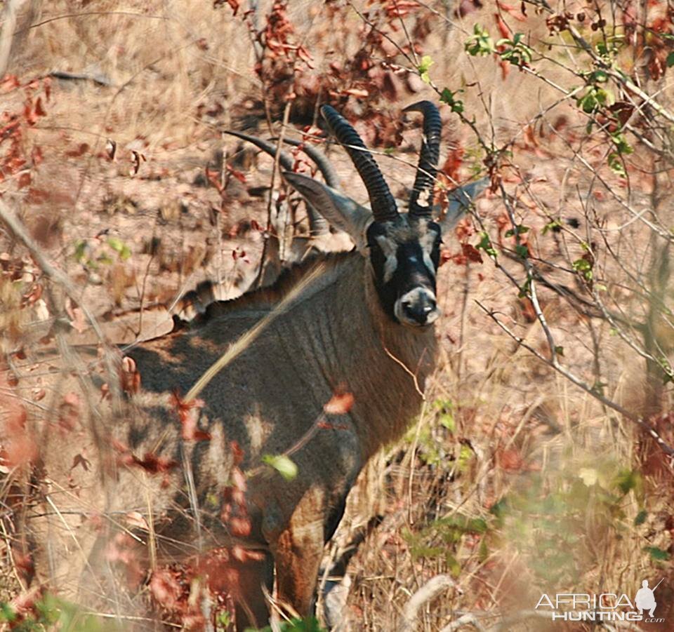 Roan Antelope in Zambia