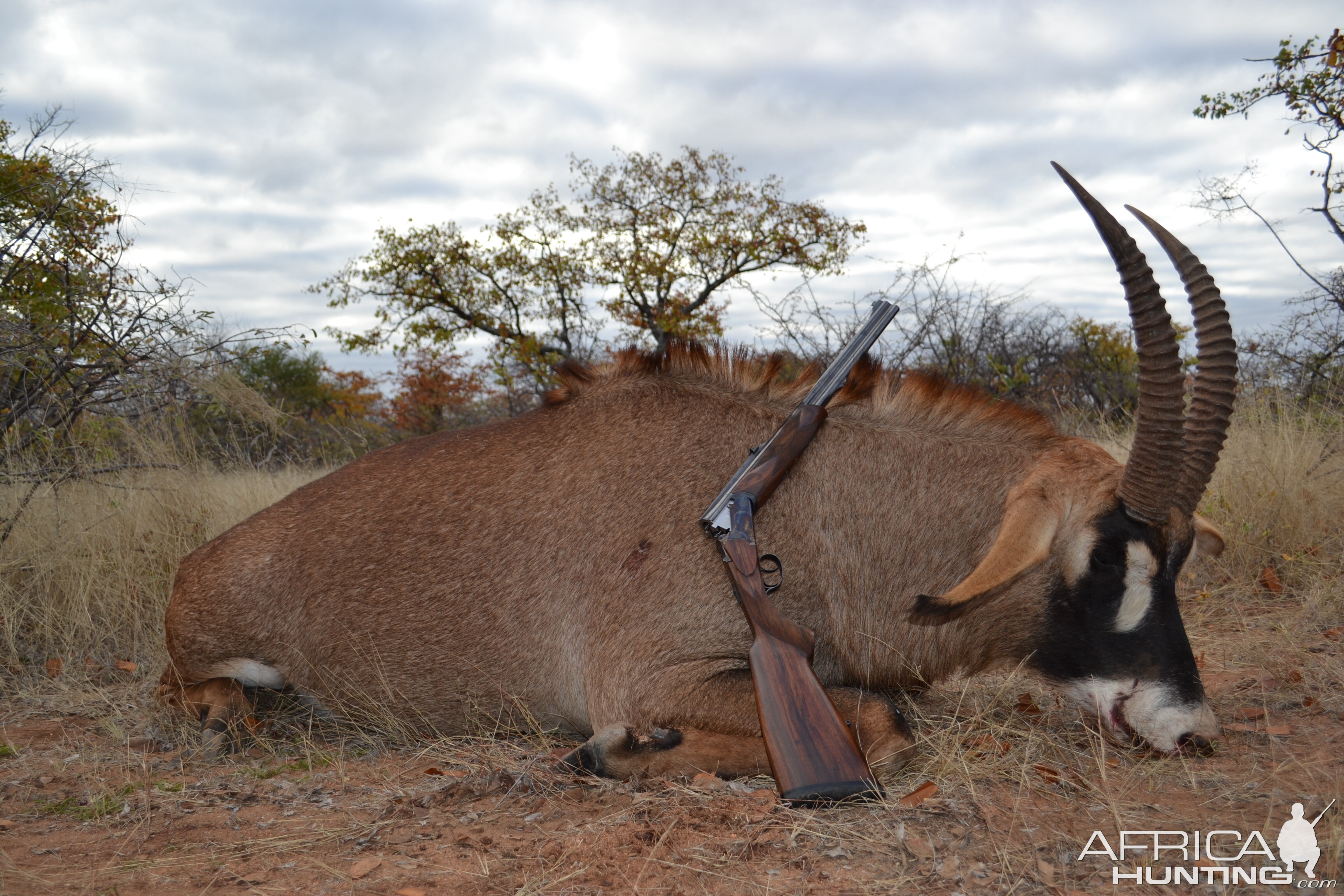 Roan Hunt South Africa