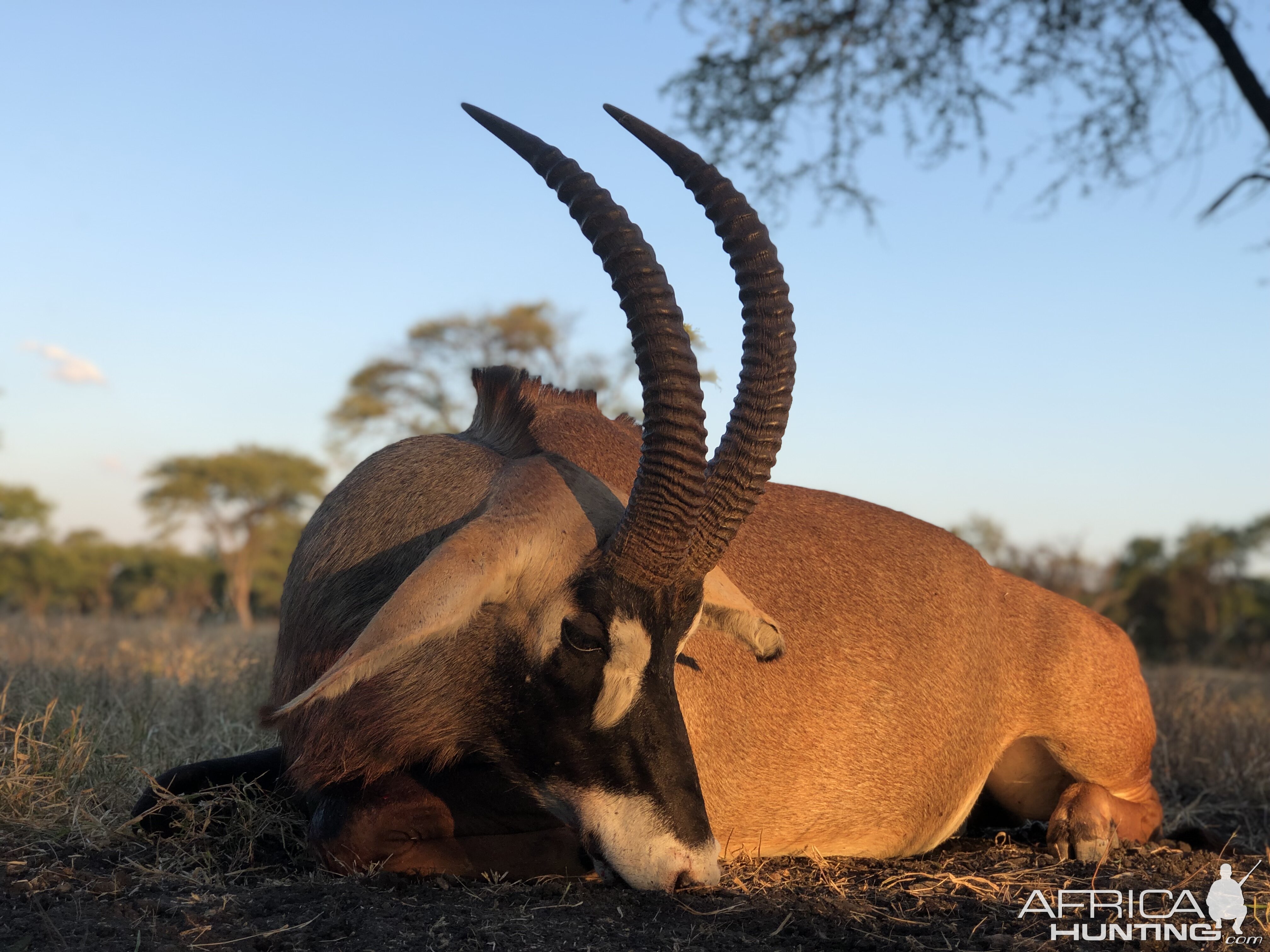 Roan Hunt South Africa