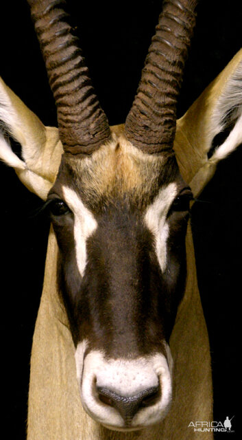 Roan Shoulder Mount On Black Walnut Base Taxidermy