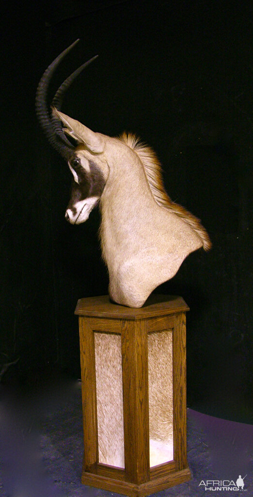 Roan Shoulder Mount Pedestal Taxidermy