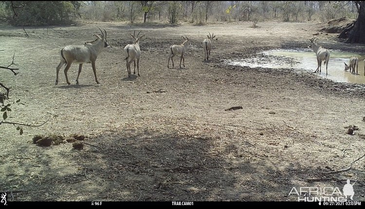 Roan Trail Camera Zimbabwe