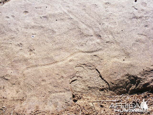 Rock carvings at Ozondjahe Hunting Safaris, Namibia