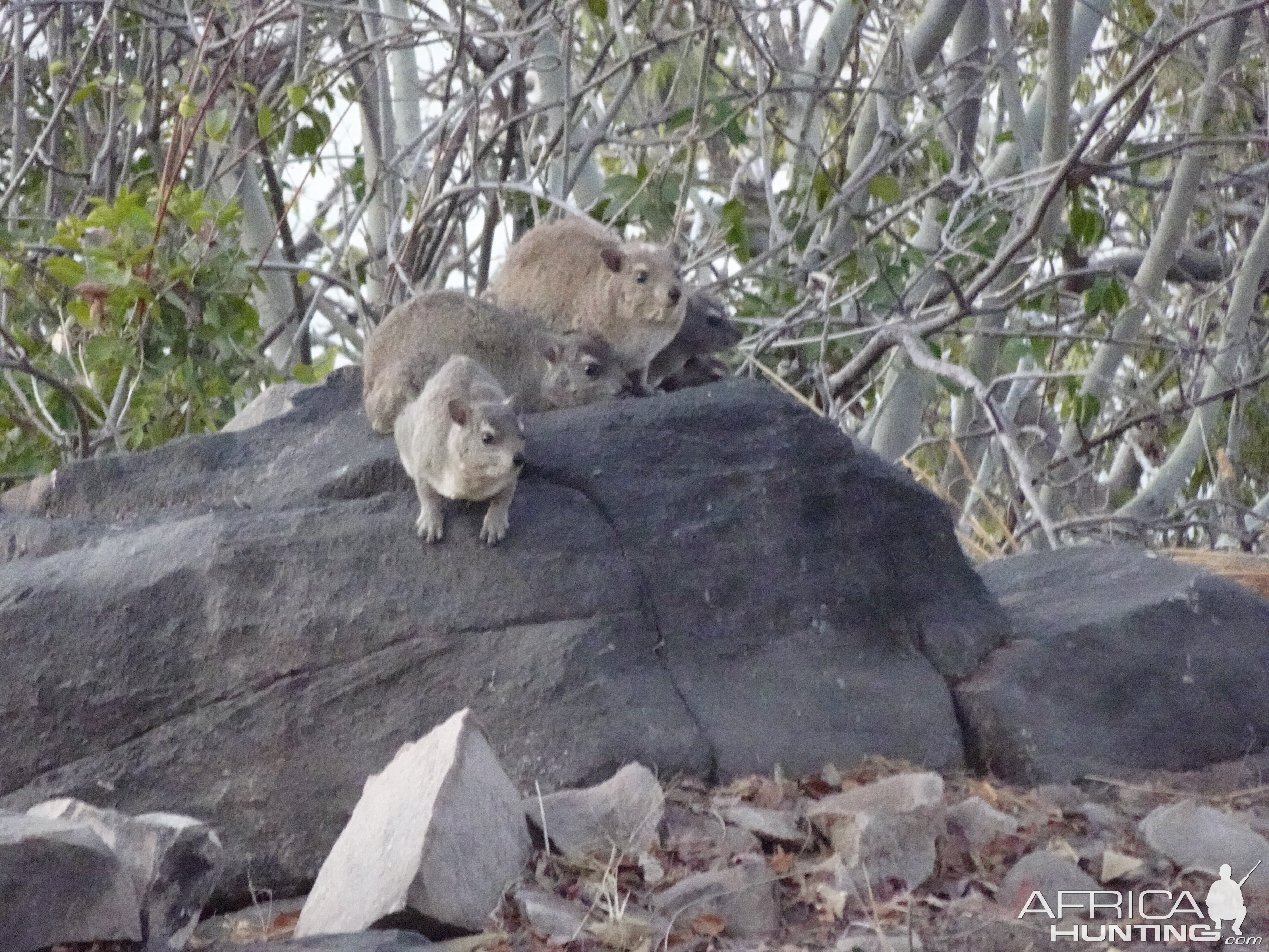 Rock Hyrax Zimbabwe