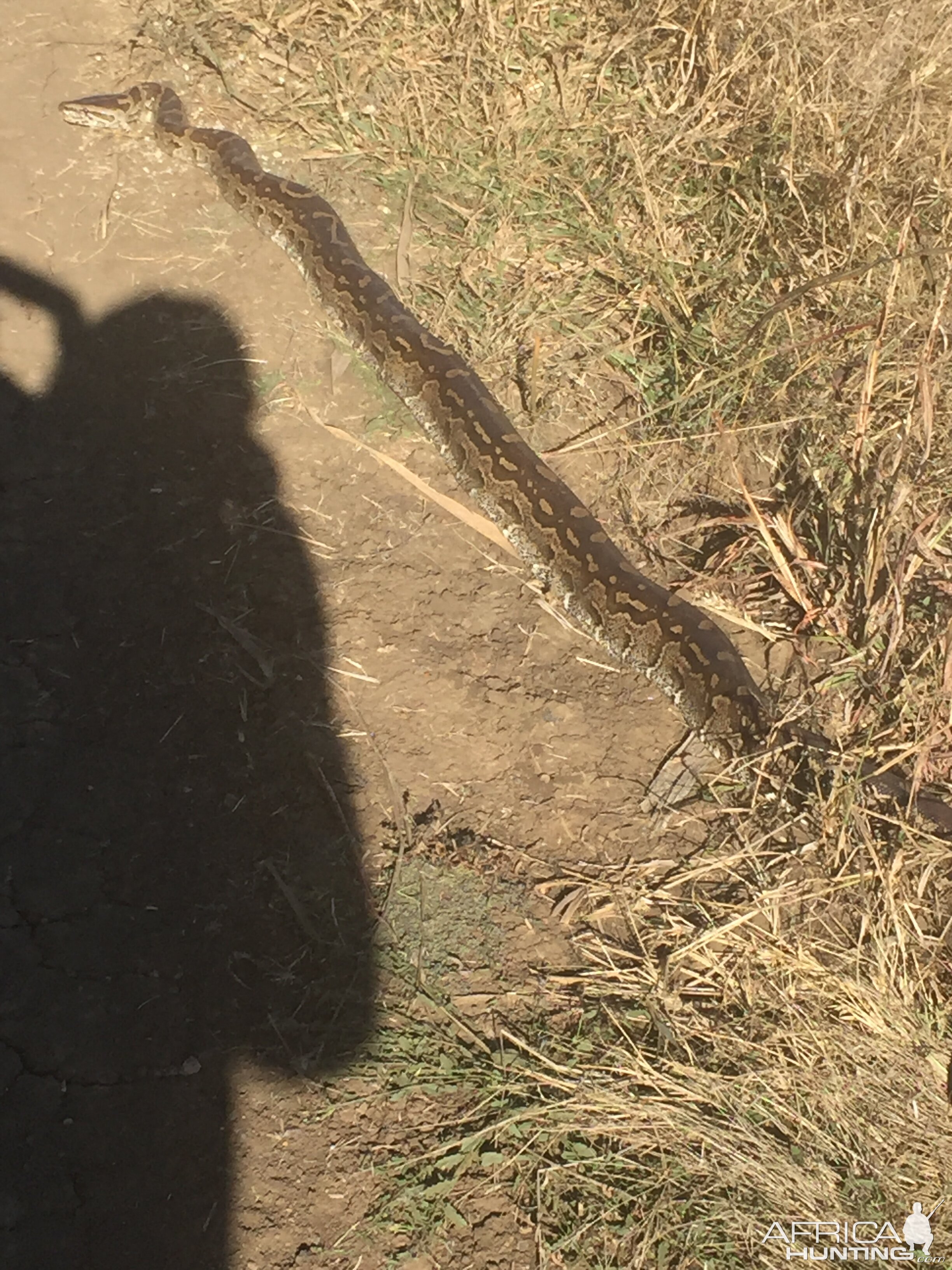 Rock Python in South Africa