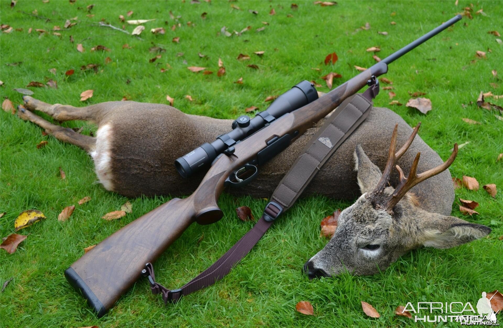 Roe buck