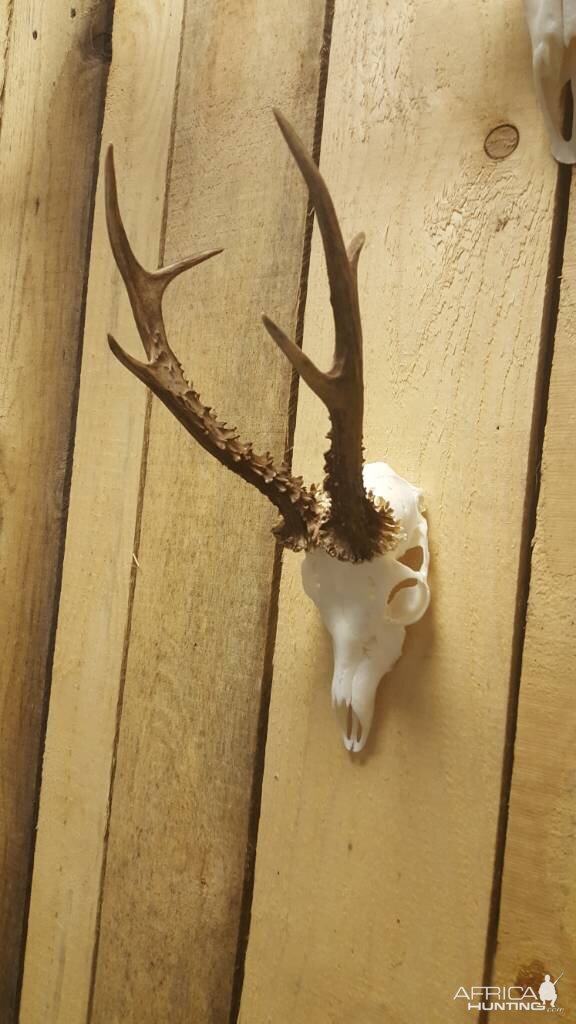 Roe Deer European Skull Mount Taxidermy