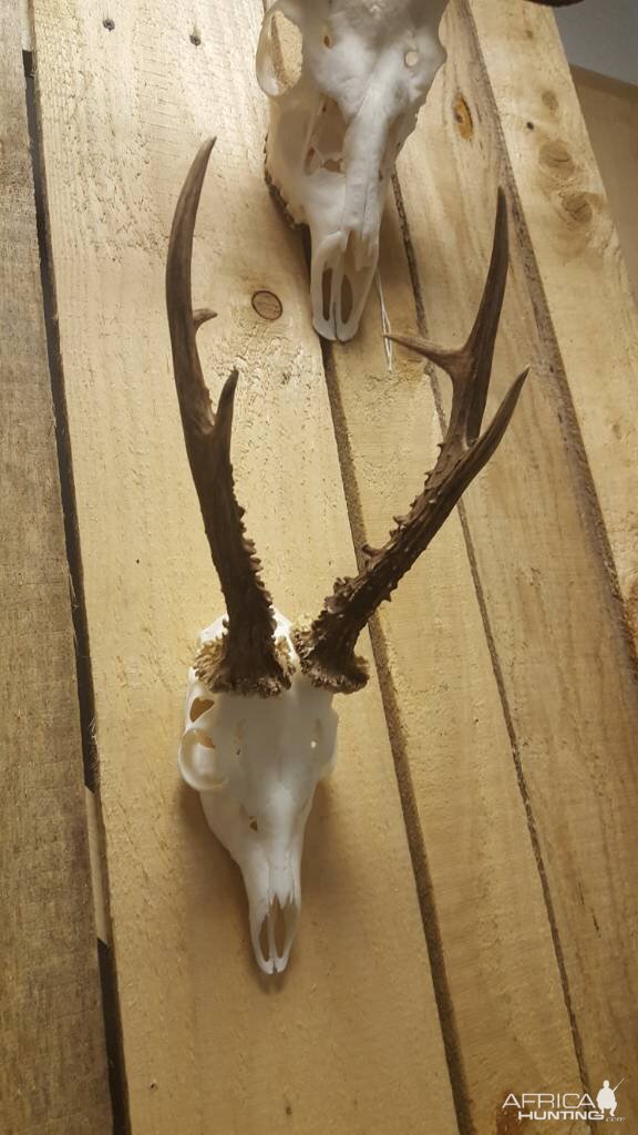 Roe Deer European Skull Mount Taxidermy