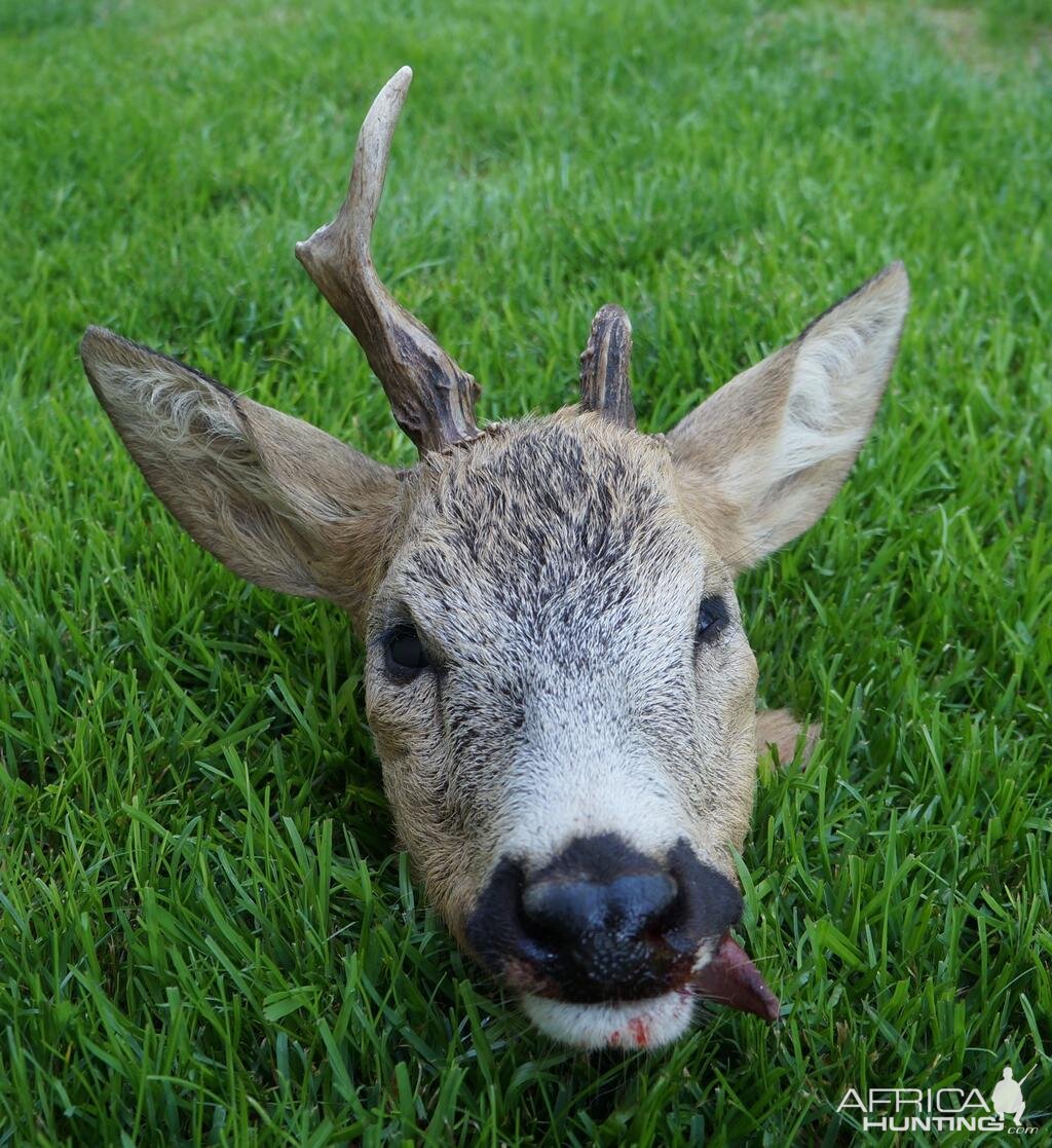 Roe Deer Hunt Austria