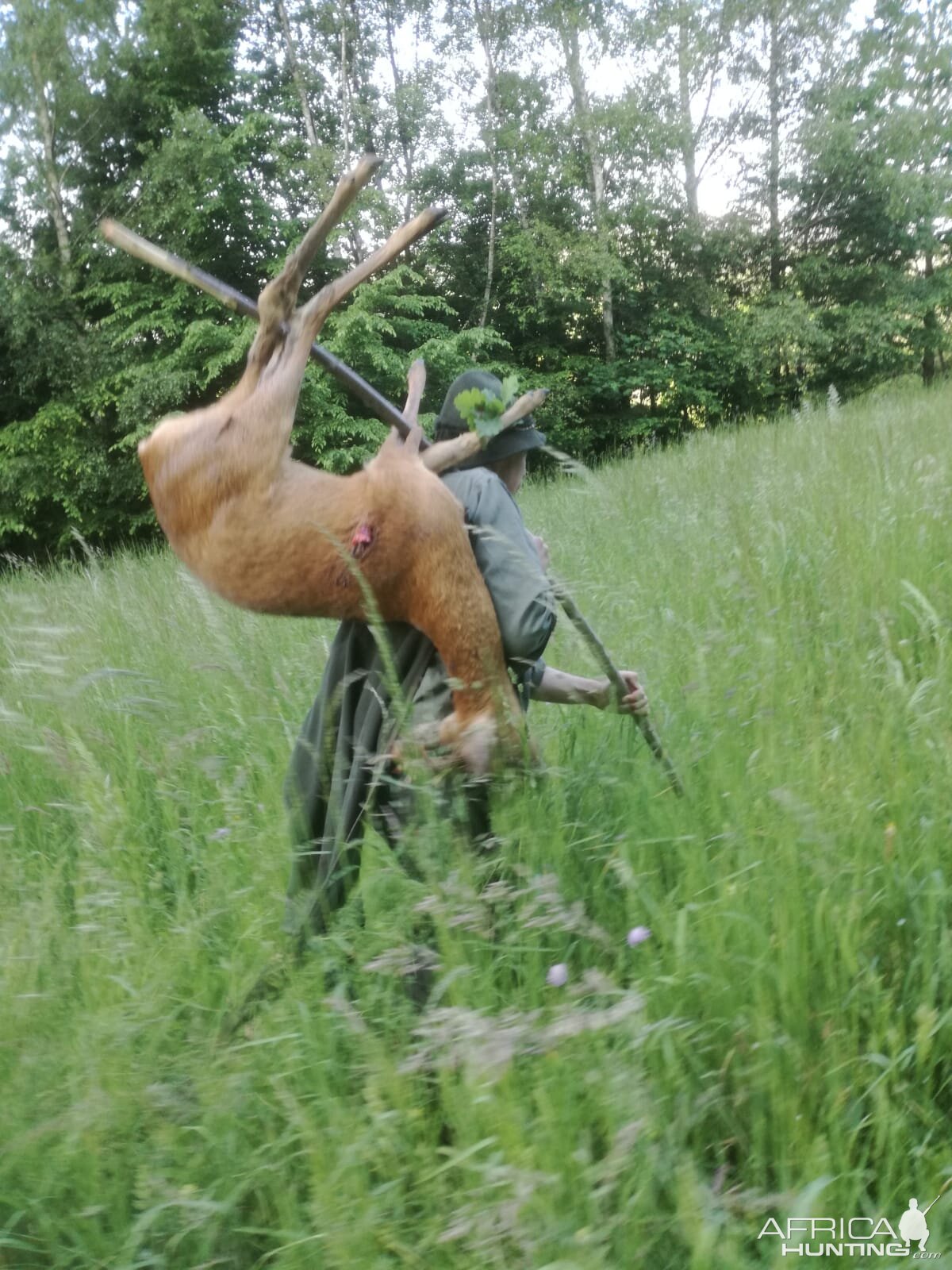 Roe Deer Hunt Austria