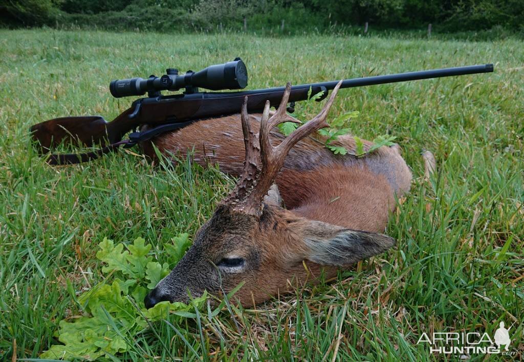 Roe Deer Hunt England