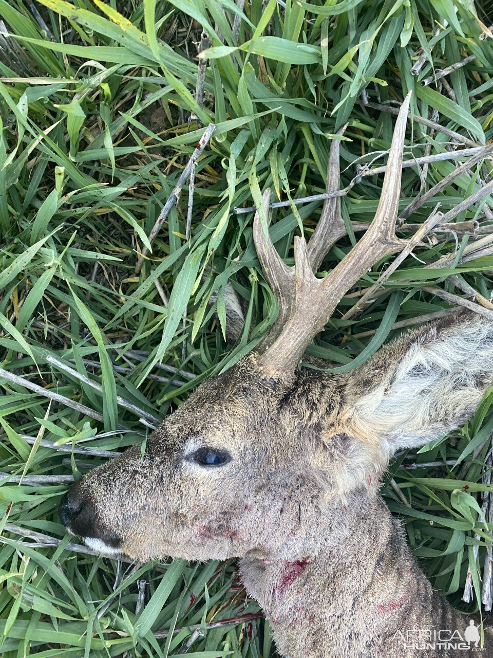 Roe Deer Hunt England