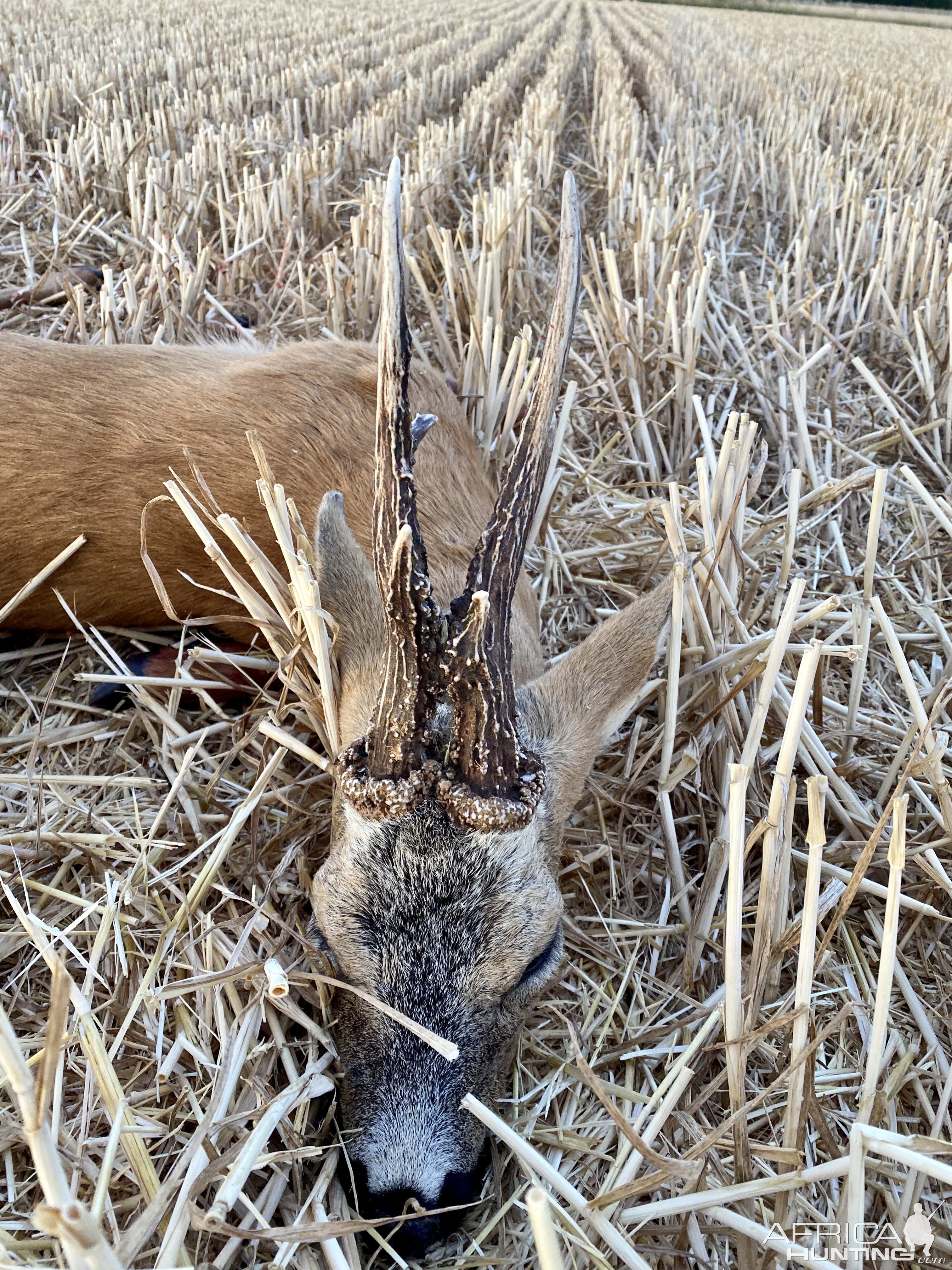 Roe Deer Hunt England