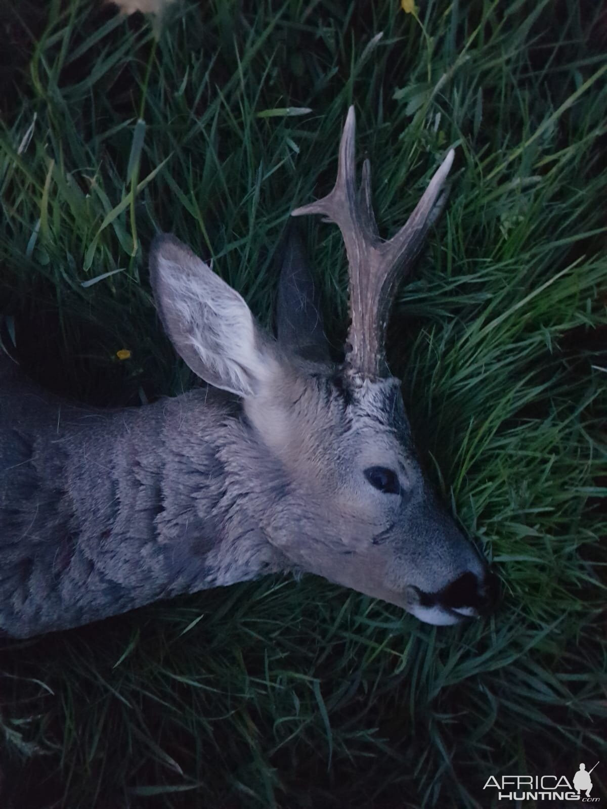 Roe Deer Hunt Germany