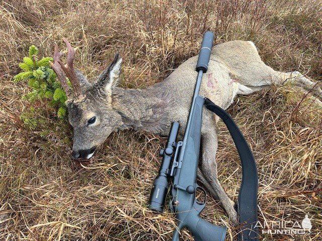 Roe Deer Hunt Scotland