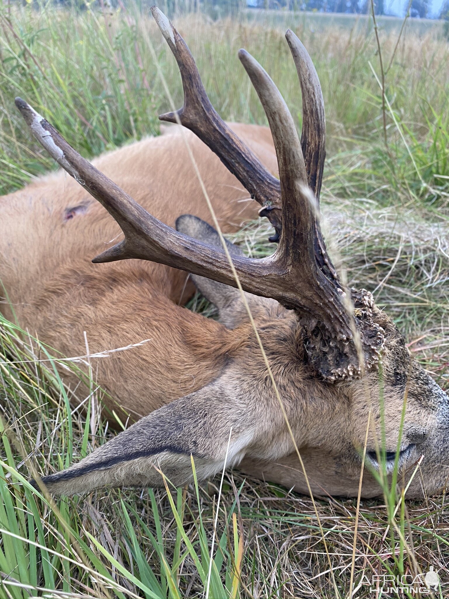 Roe Deer Hunt