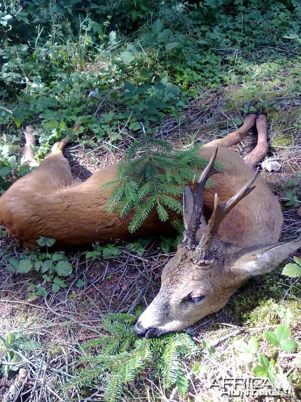 Roe Deer Hunt