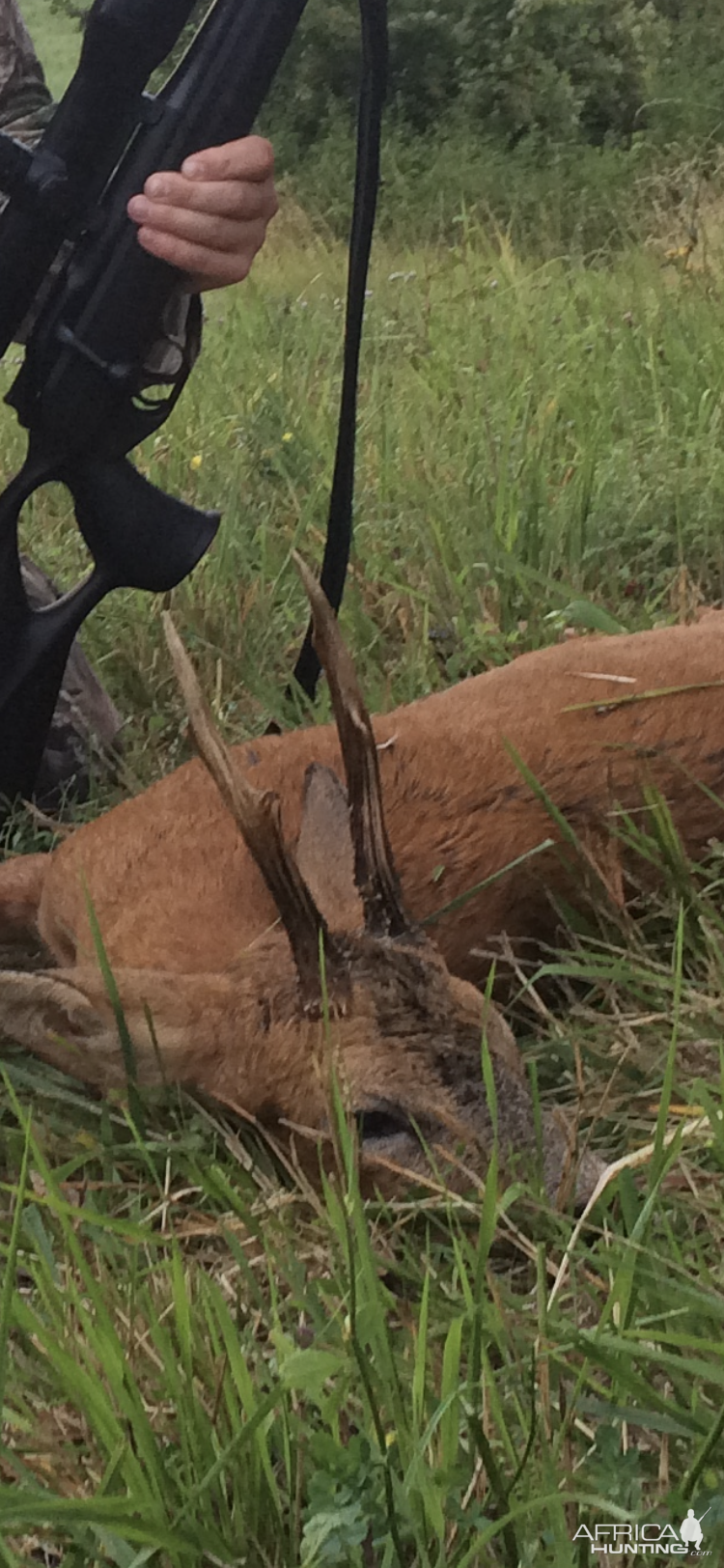 Roe Deer Hunting France