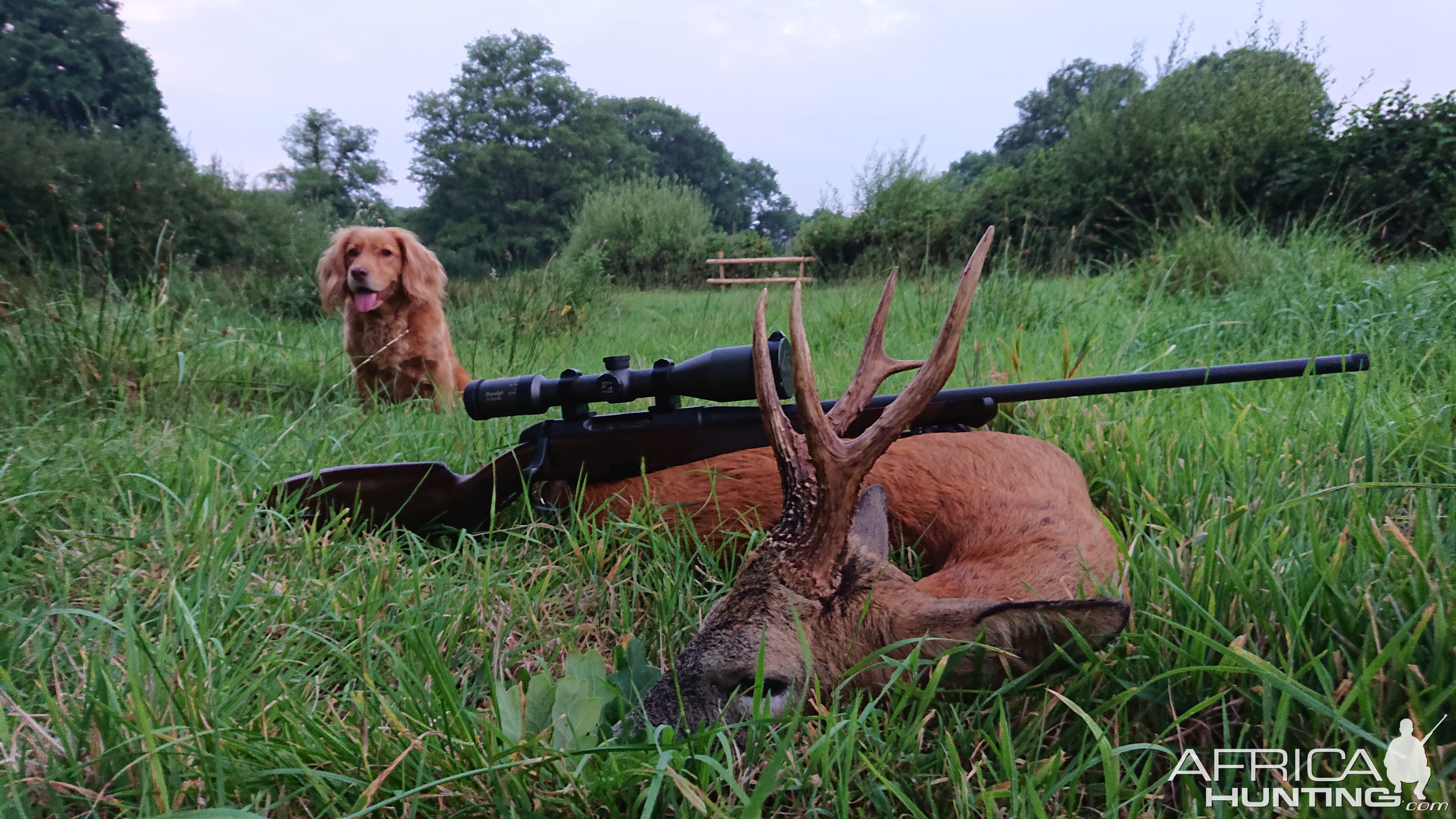 Roe Deer Hunting Hampshire England