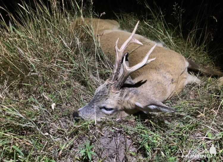 Roe Deer Hunting Poland