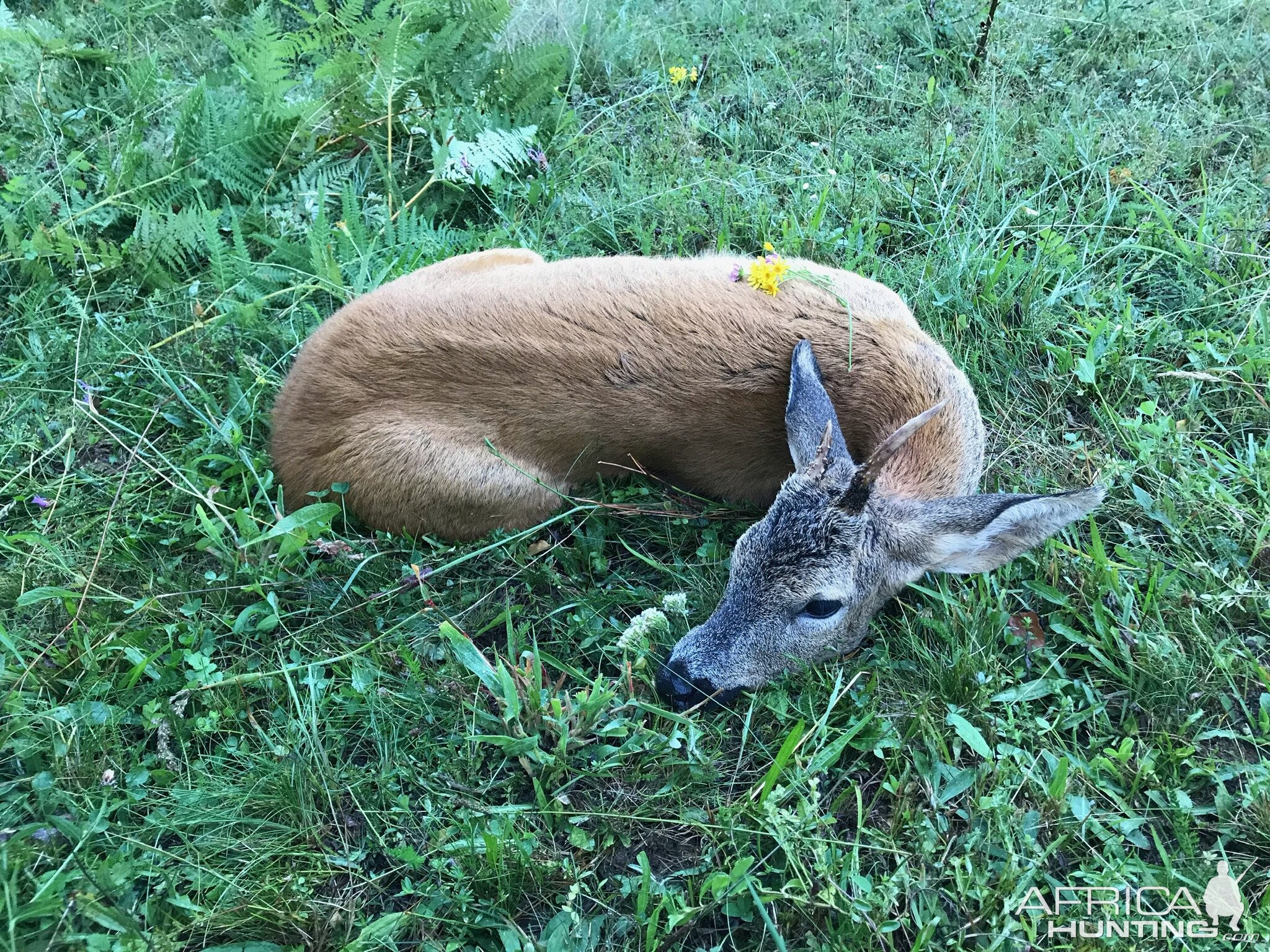 Roe Deer Hunting Romania