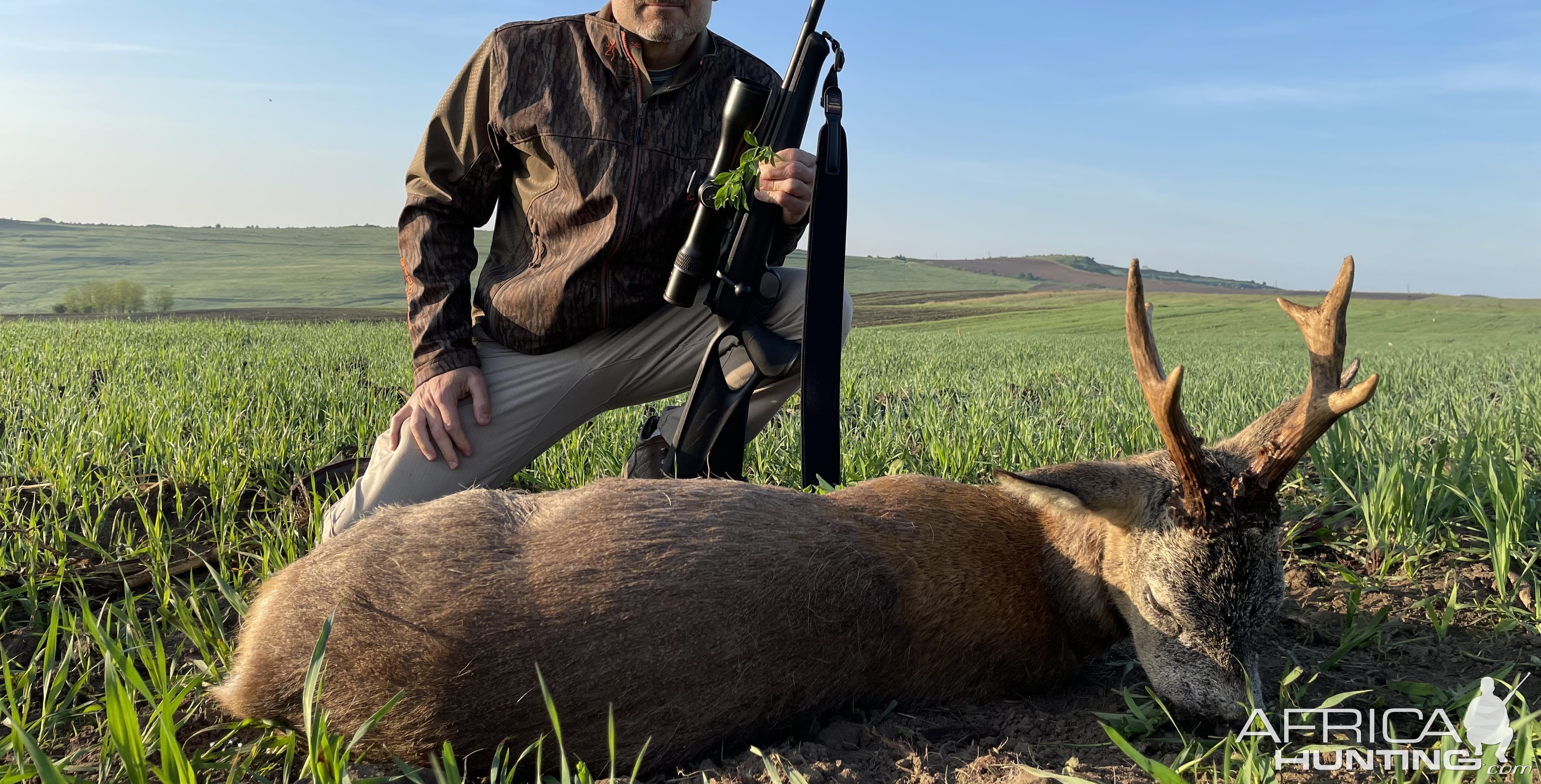 Roe Deer Hunting Romania